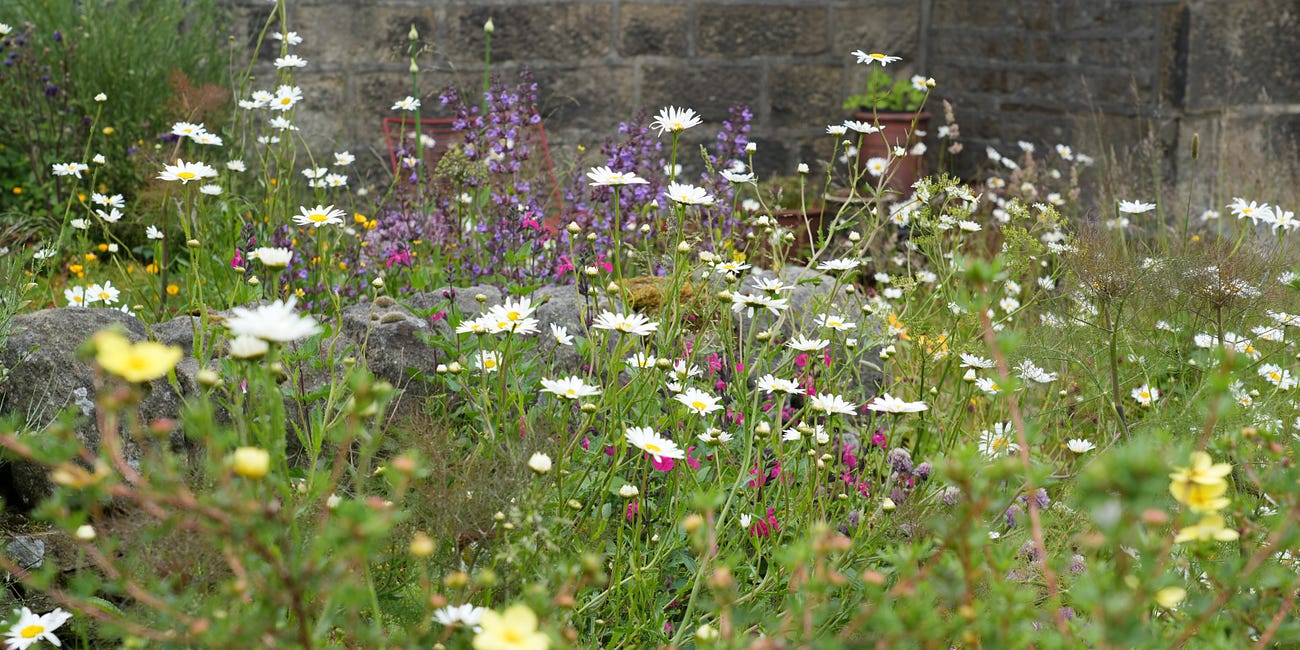 Midsummer gardening