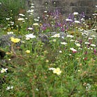 Midsummer gardening