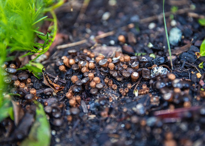 Australian native garden