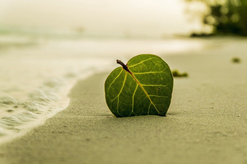 Green leaf on shore, partially embedded in sand. Green leaf on shore, partially embedded in sand.