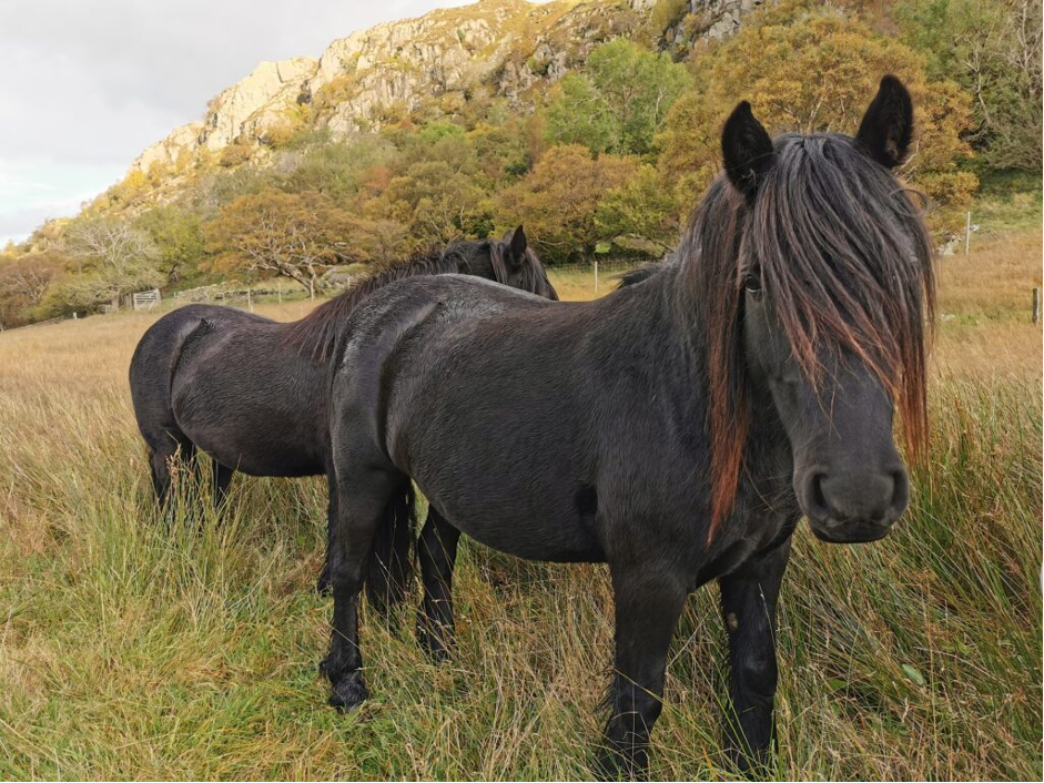 Portrait of two fine fall ponies - dark brown and glorious, in a space with long grass overlooked by trees on a rocking hillside