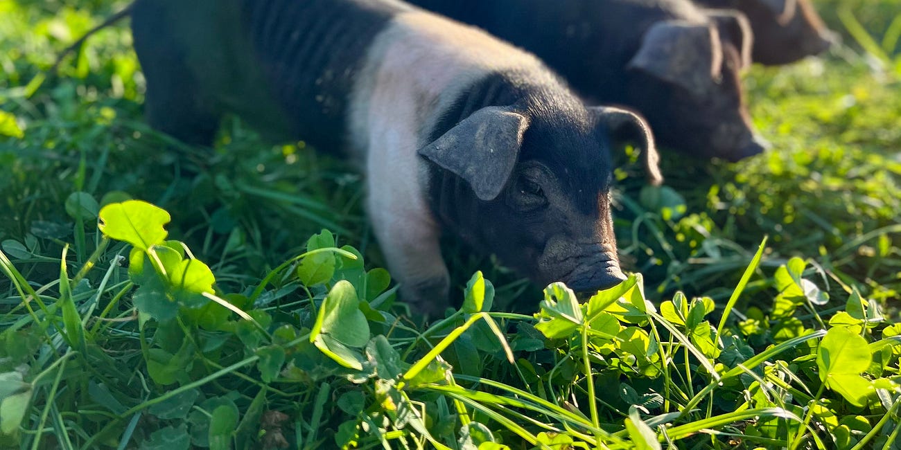 The Future of Livestock Farming: It’s Not the Cow, It’s the How