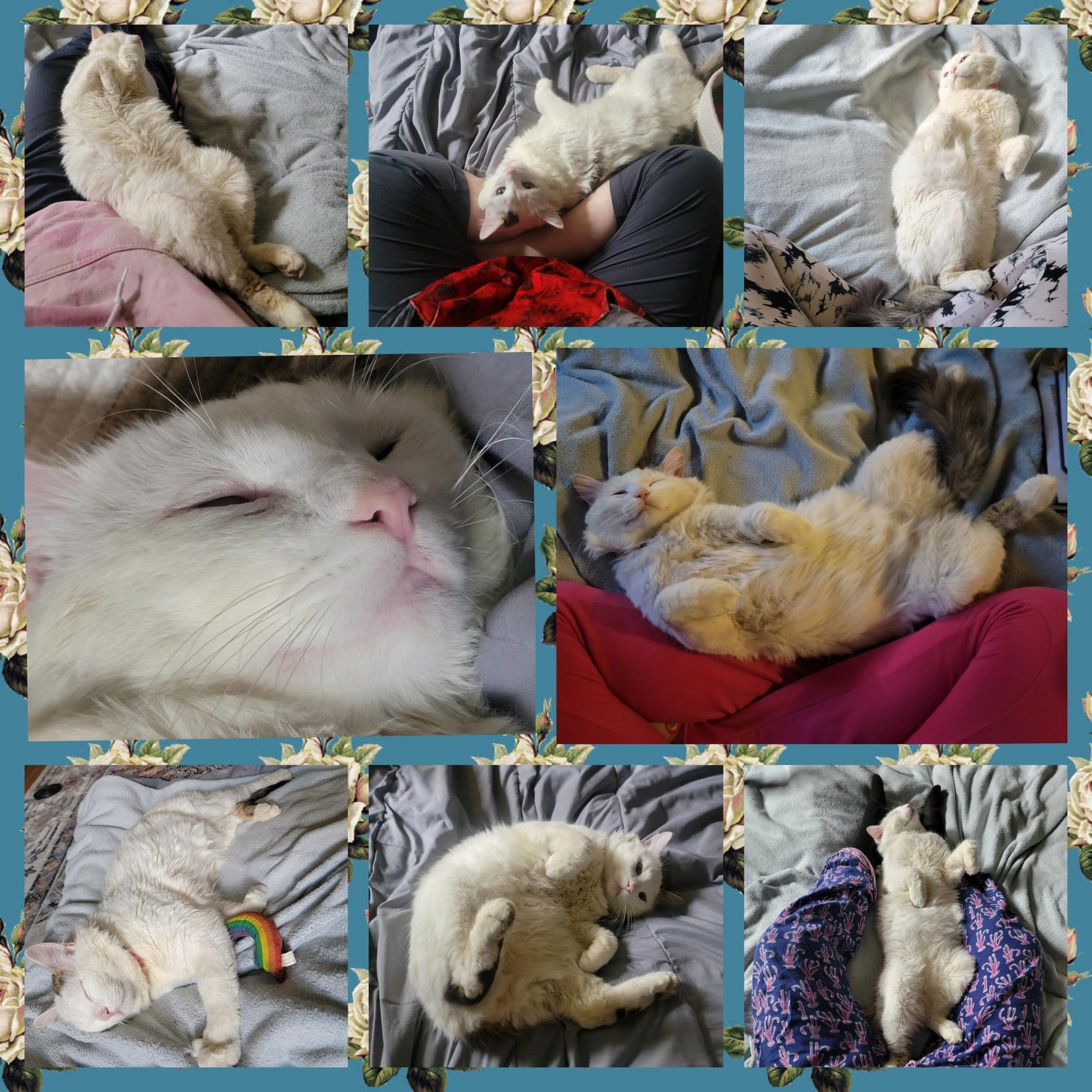 An eight image collage of a white cat with dark spots snuggling near a person. In most shots they are hanging out on their back with their belly exposed. They appear to be smiling, and in one photo they are sleeping near a catnip rainbow.
