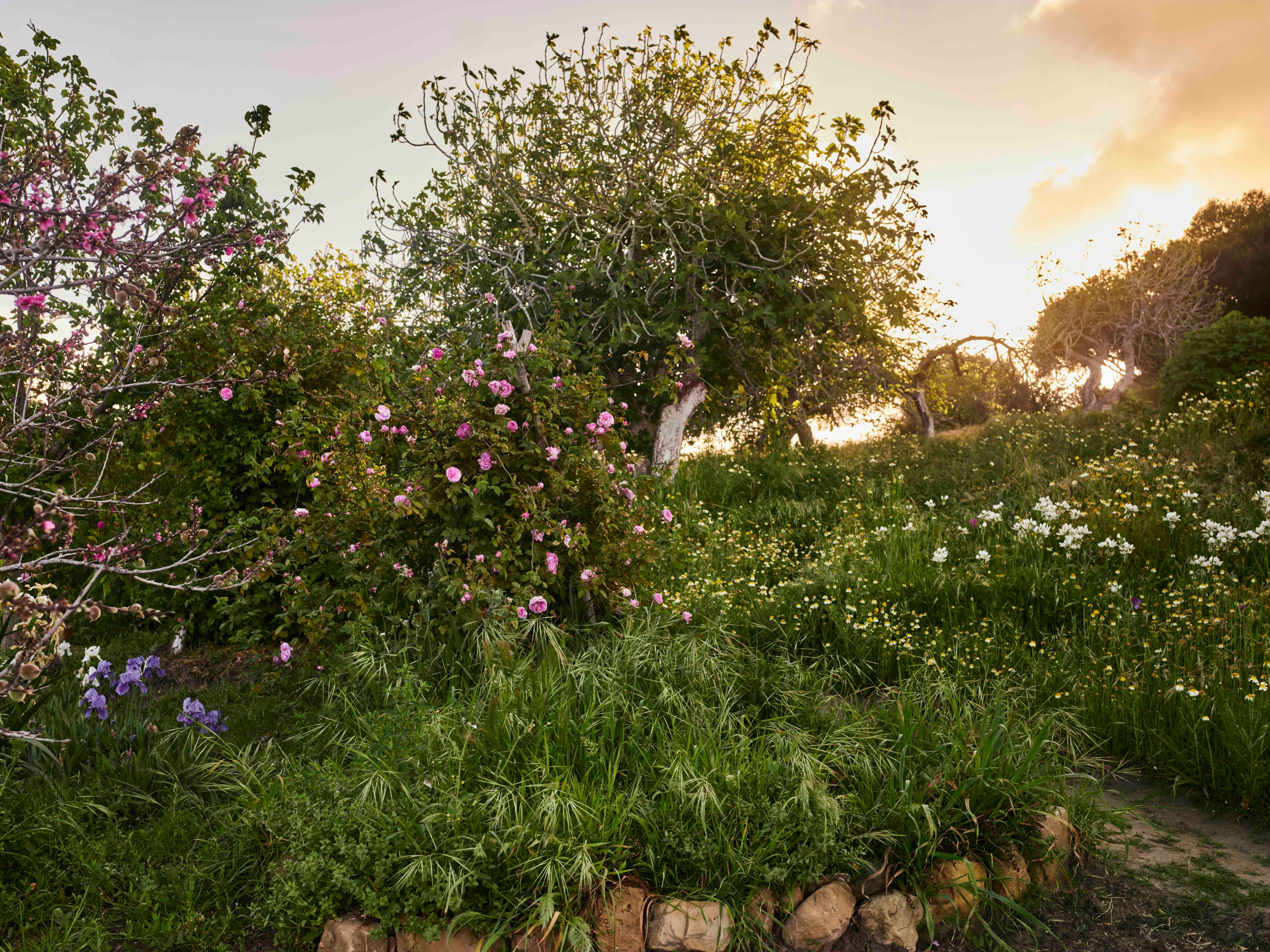 A Moroccan garden paradise - by Clare Foster - Bud to Seed