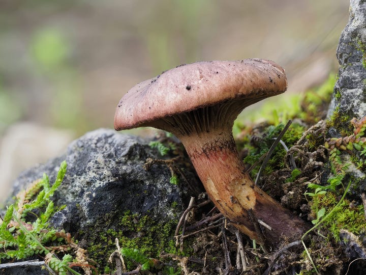 Chroogomphus rutilus