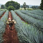 Becle (Jose Cuervo) Company Write Up🥃🌵