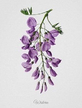 Show 279: Wisteria, Mistletoe and Horsetail