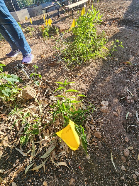 A collaborative community project envisioned and organized by Robin Motzer. Team members include Gillian Paine Murietta, Community Gardens of Tucson, Keith Lierman, Tucson Organic Gardeners, and volunteers, businesses and the City of Tucson Parks and Rec.