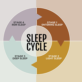🛌🏻 Understanding Our Sleep Cycles 