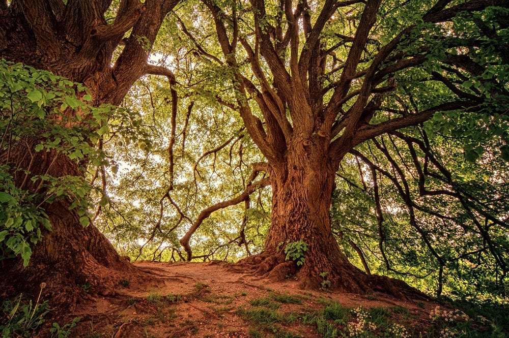 Deep in the forest