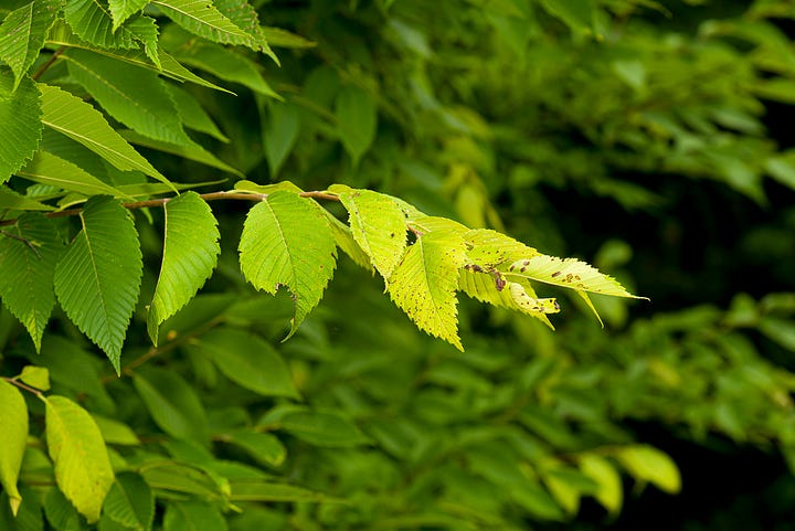 Recurrent flushing in four trees, hackberry, American elm, American holly, and Kentucky coffeetree