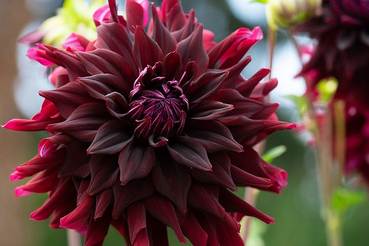 Dahlias from a grab bag purchase