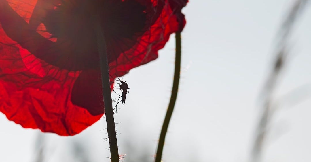 red flower in tilt shift lens