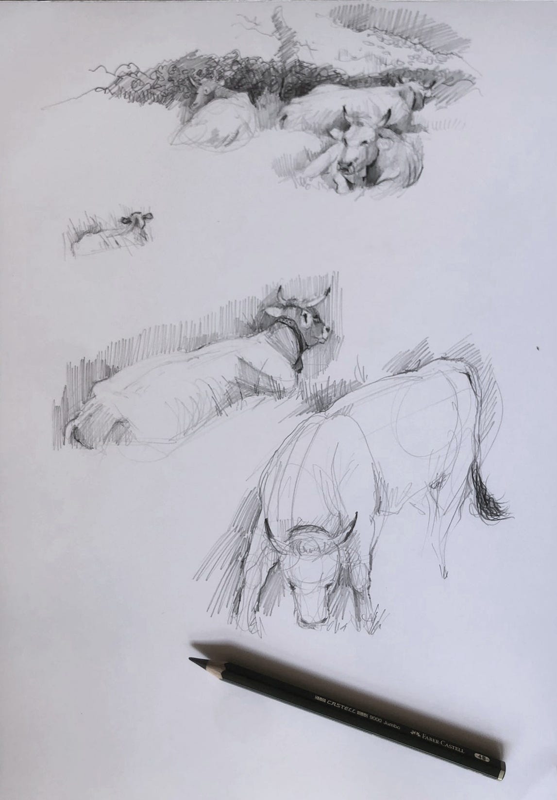 Pencil sketch of horned cows