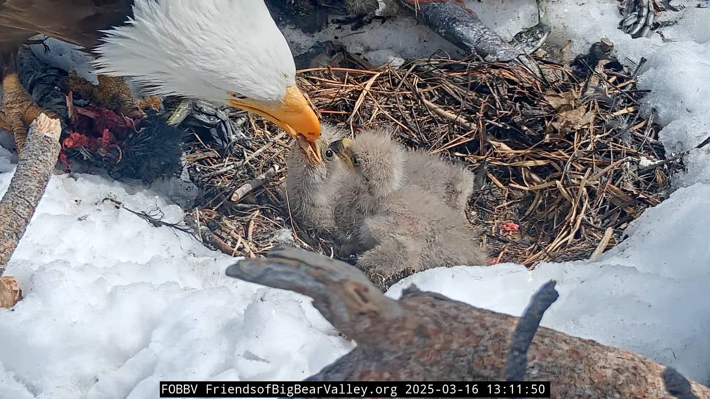 Shadow feeding two chicks 