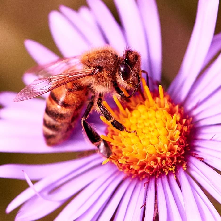 A bee on a purple flower

AI-generated content may be incorrect.