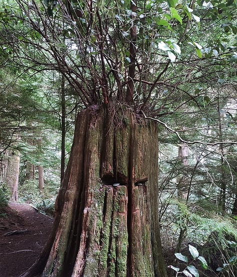 A tree stump with a face carved into it, old metal cable, a slug on a mushroom, a bridge to somewhere, and a beach