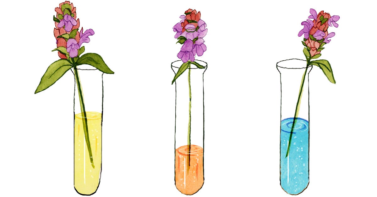 illustration of 3 test-tubes with a self-heal flower in them