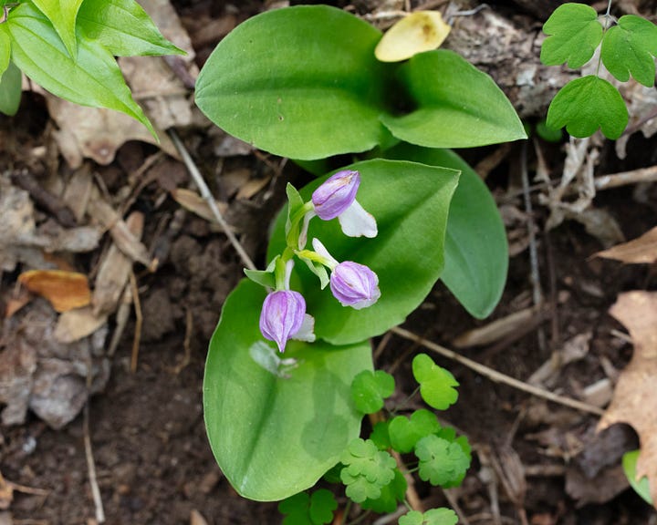 Four photos of showy orchis in bloom, the hood different shades of purple. Most are pale blue-purple, but one is pink-purple. Some photos are facing the orchid, some are in profile, and one is an overhead view.