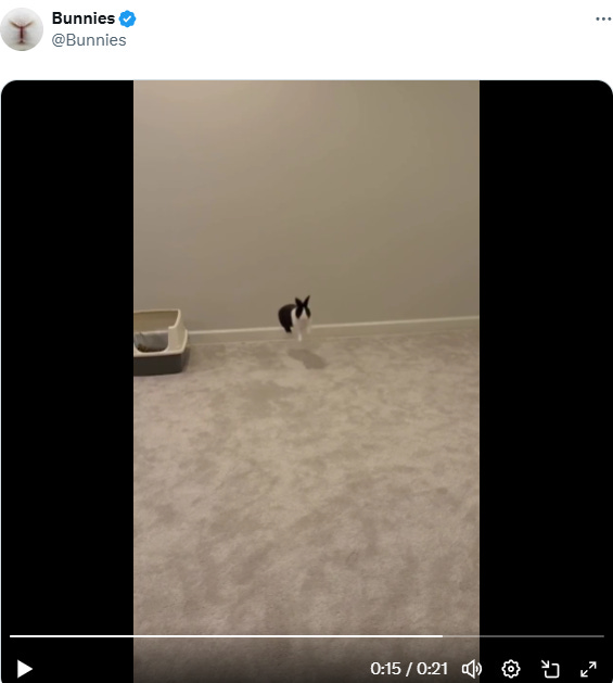 A bunny leaps and bounds with joy. This activity is known as a “binky.” A bunny leaps and bounds with joy. This activity is known as a “binky.”
