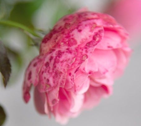 a close up of a pink flower on a branch