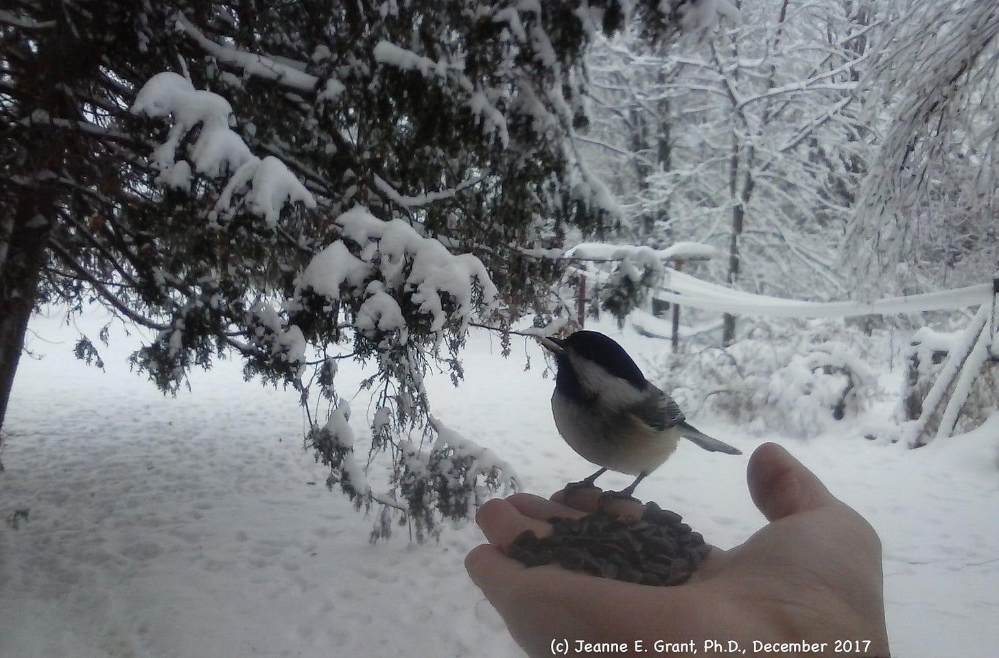 A black-capped chickadee sits in my hand, which is full of sunflower seeds, in front of a cedar and other trees blanketed in snow.