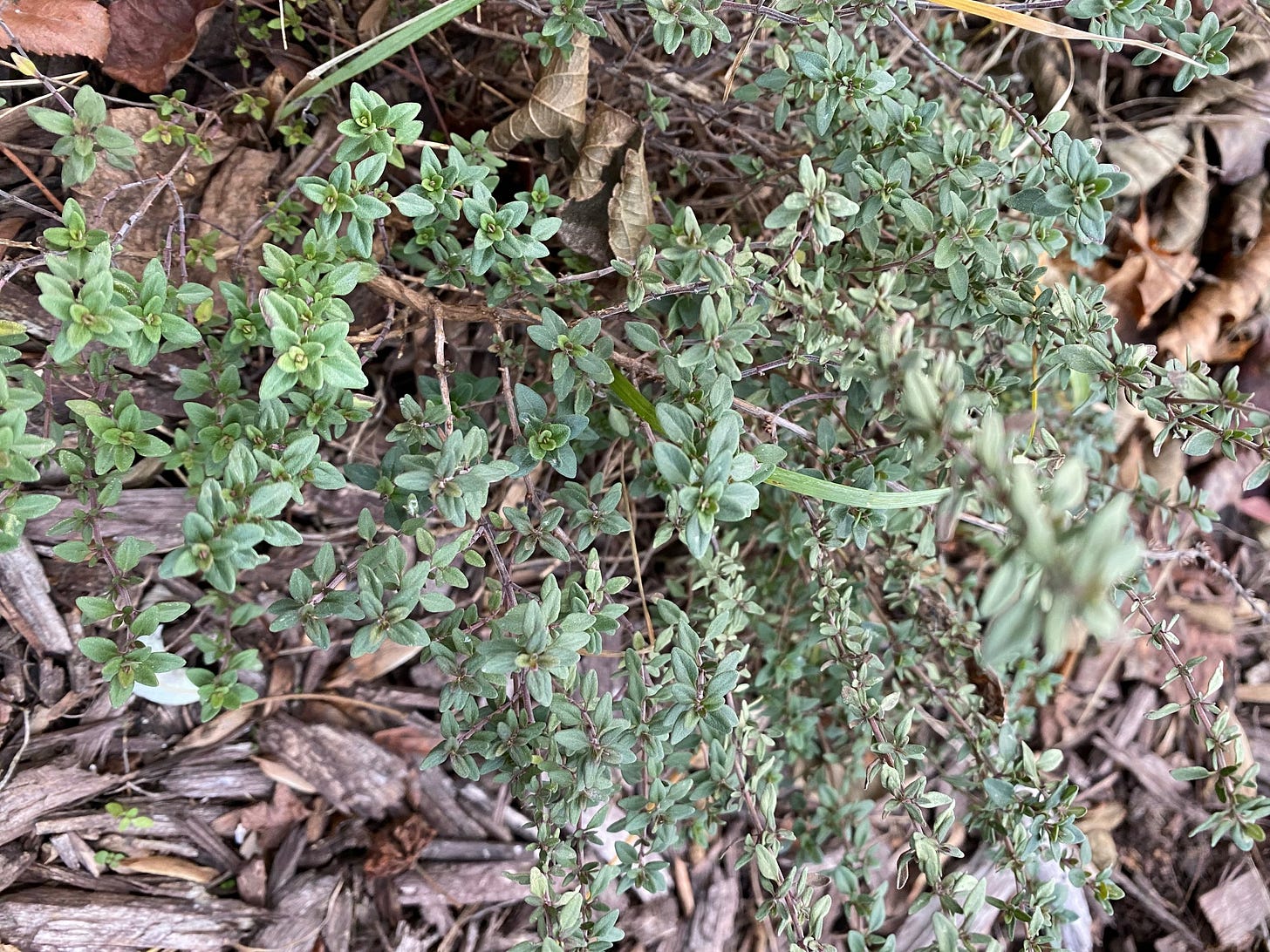 Thyme, Thymus vulgaris, facing  the beginning of Winter.