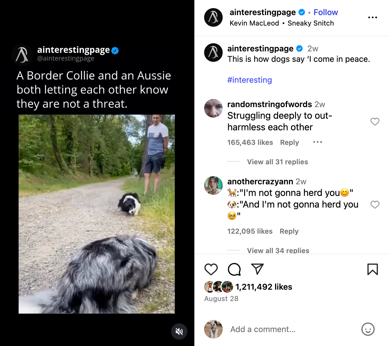 screenshot of aussie and bordercollie meeting in iG reel