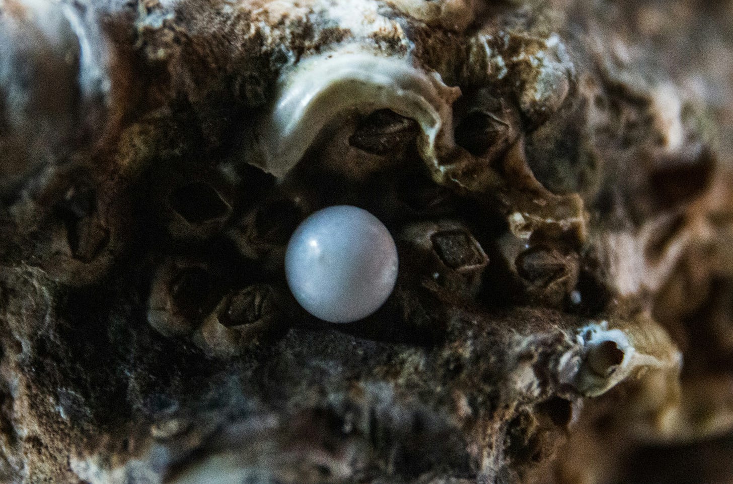 The Pearl of Great Price