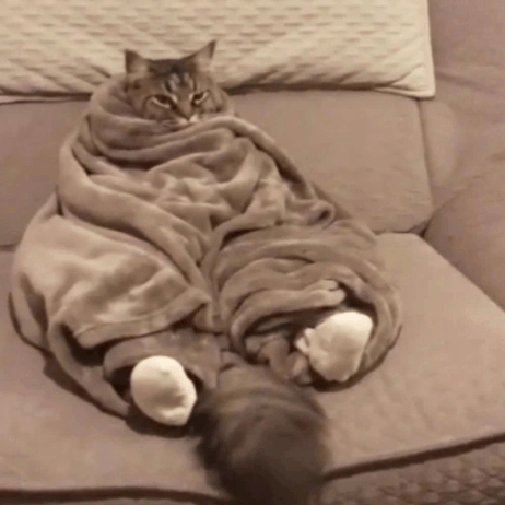 a cat wrapped in a blanket with white socks