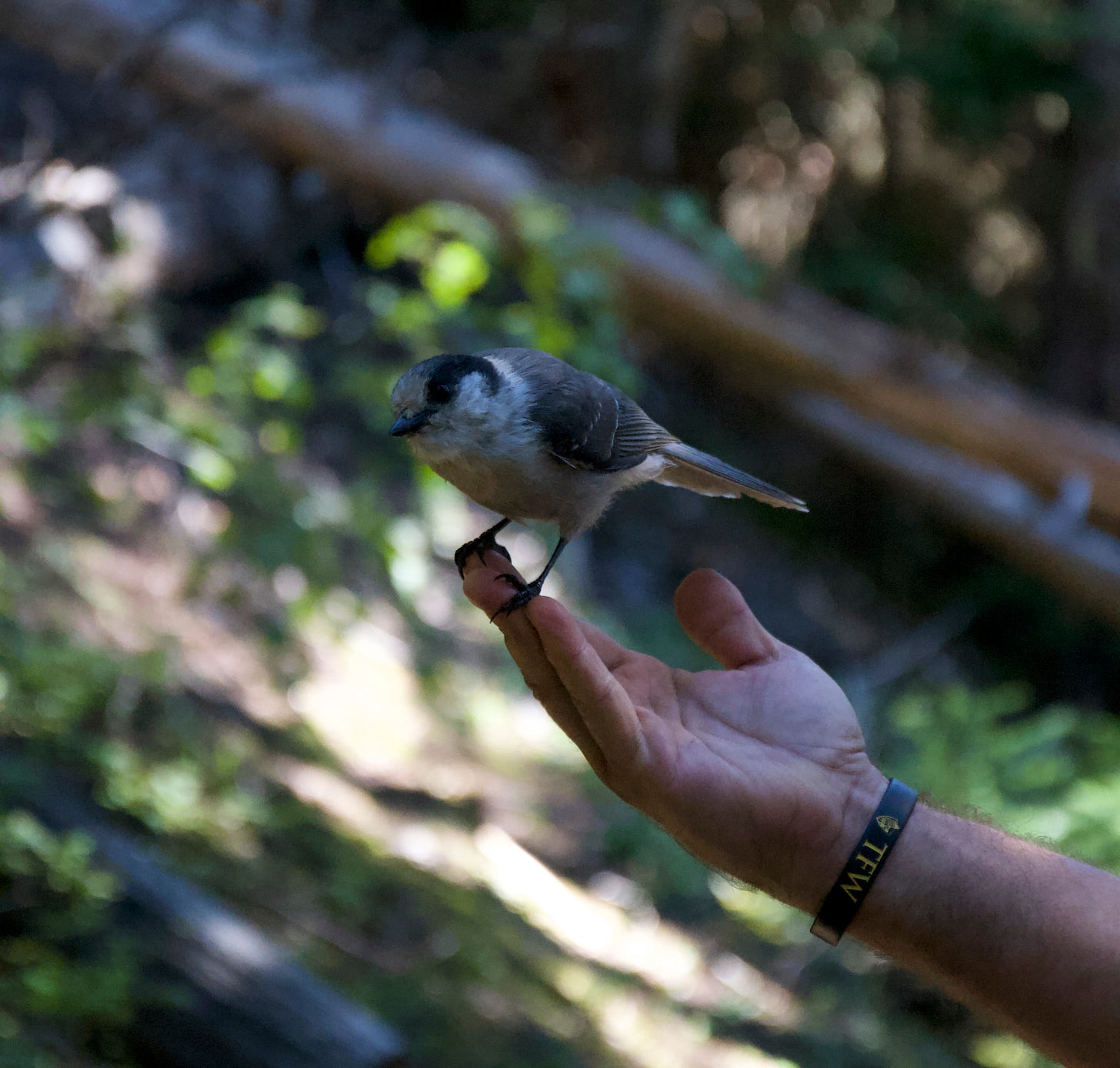 Picture shows a whiskey jack bird perched on Toby's hand