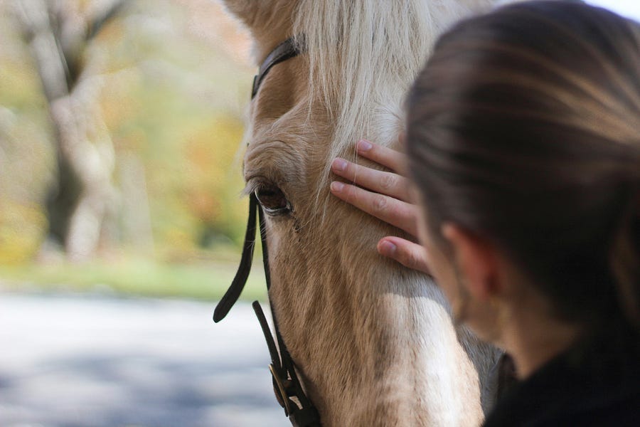Beige horse head with halter and back of head of woman who is petting the nose of the horse. In background is blurred tree and grass Beige horse head with halter and back of head of woman who is petting the nose of the horse. In background is blurred tree and grass