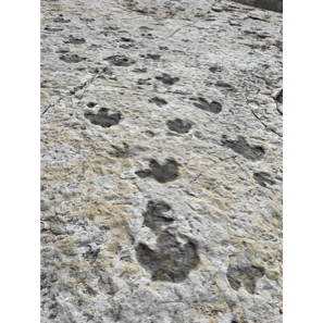 A close-up of a rock

AI-generated content may be incorrect.