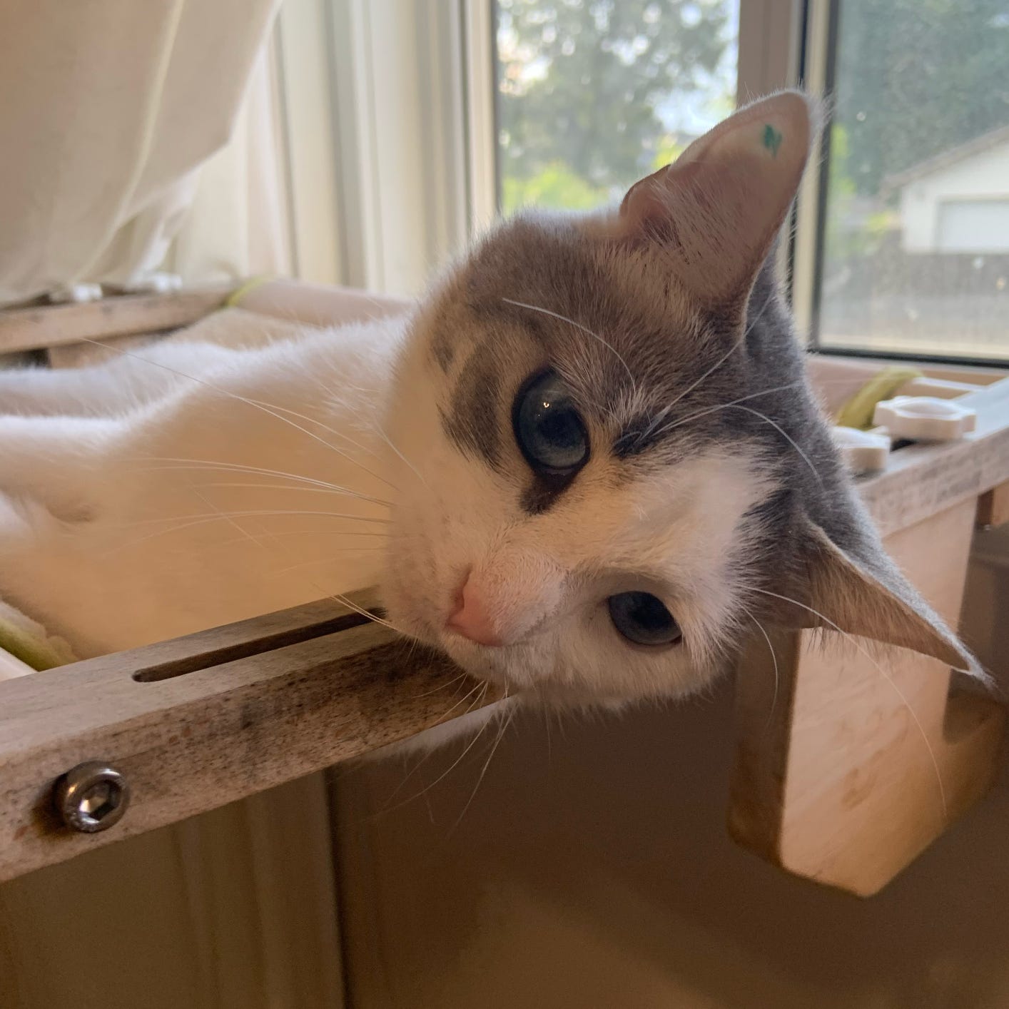 Image: white cat with blue eyes and grey ears