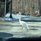 The Week in Meep: Dick Button, a Swan, and Mrs. Jellyby