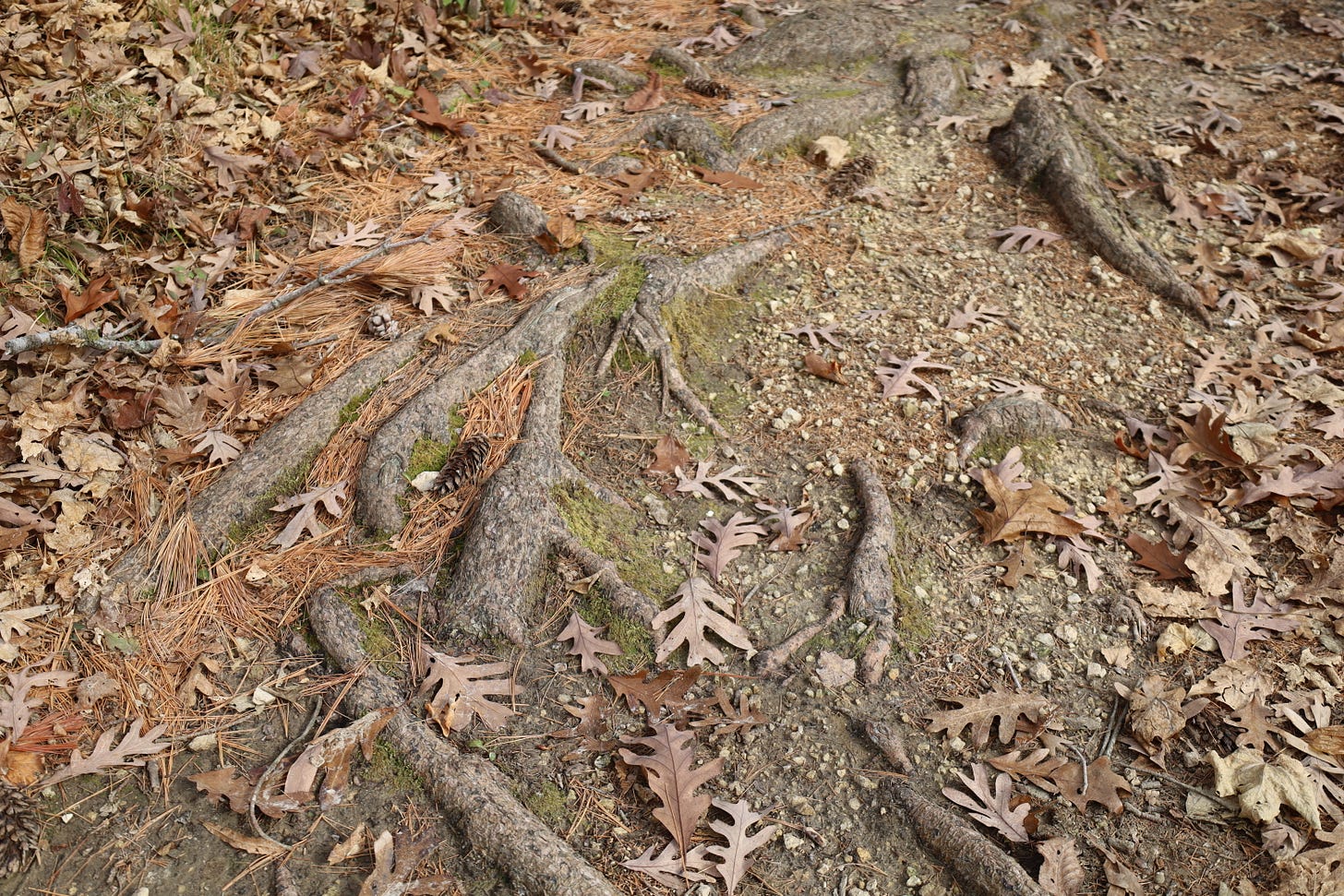 Tree roots and leaves on the East Lake Trail