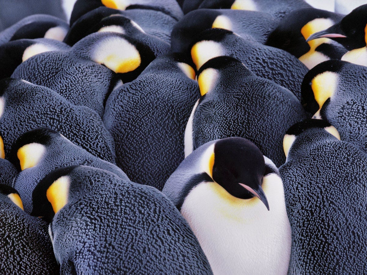 Wave if you're cold! The amazing patterns that keep huddling emperor  penguins protected | The Independent | The Independent