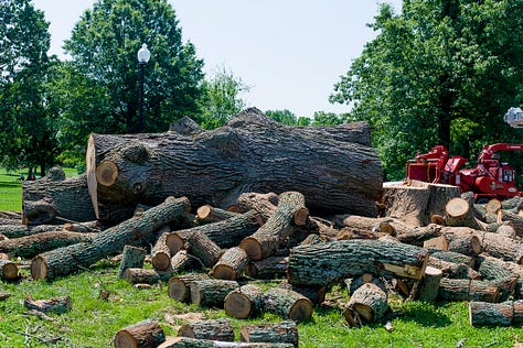 A large bur oak before and after a lightning strike.