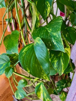 Beautiful, yet poisonous!