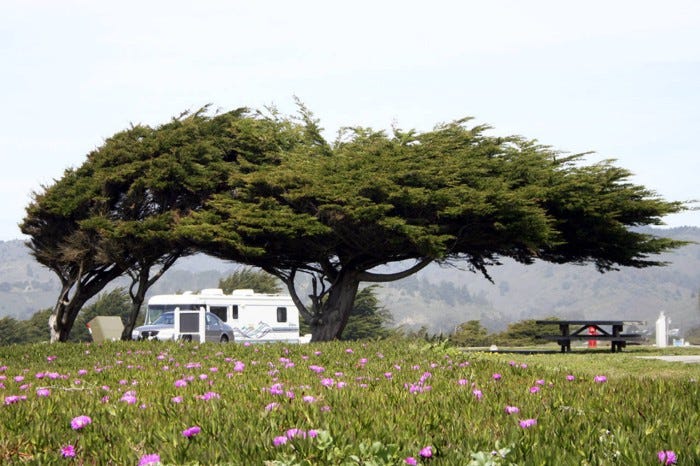 Wind blown trees