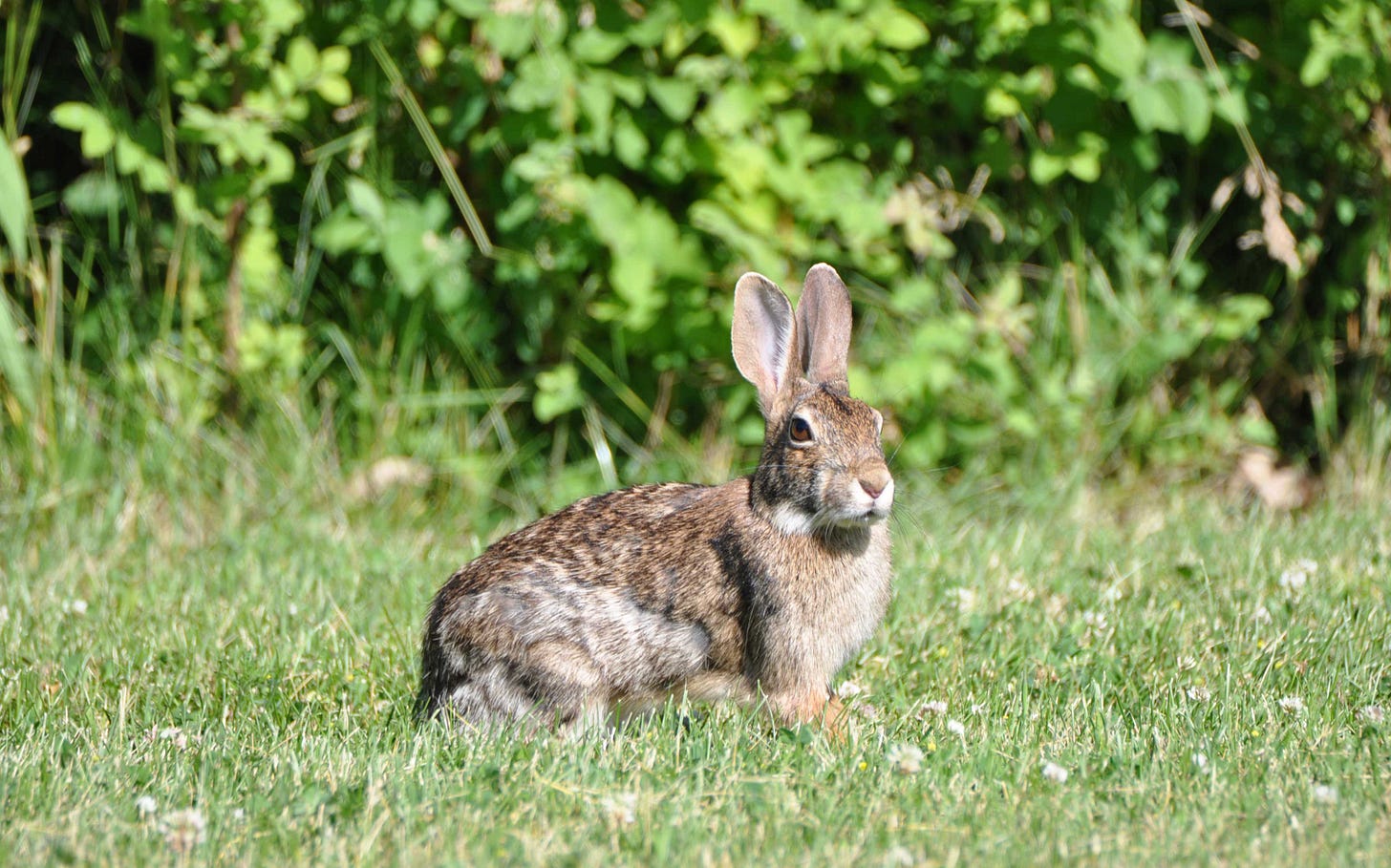 Coexisting with wildlife: Rabbits | Forest Preserve District of Will County