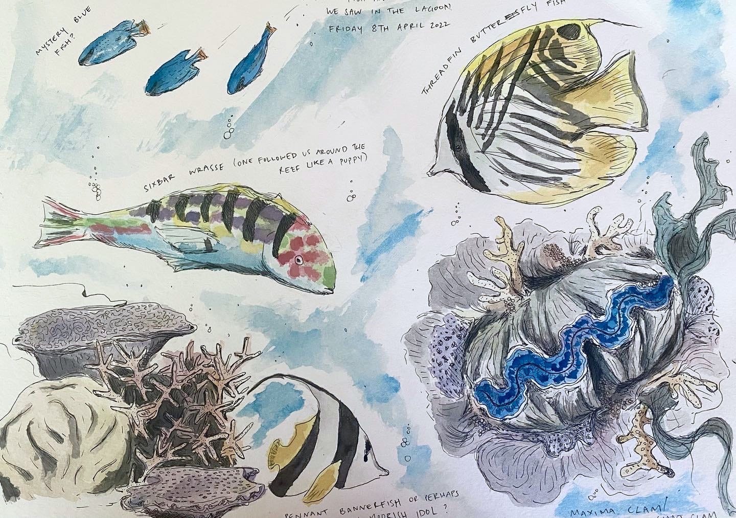Pen and watercolour sketch of fish, corals, and a giant clam. Pen and watercolour sketch of fish, corals, and a giant clam.
