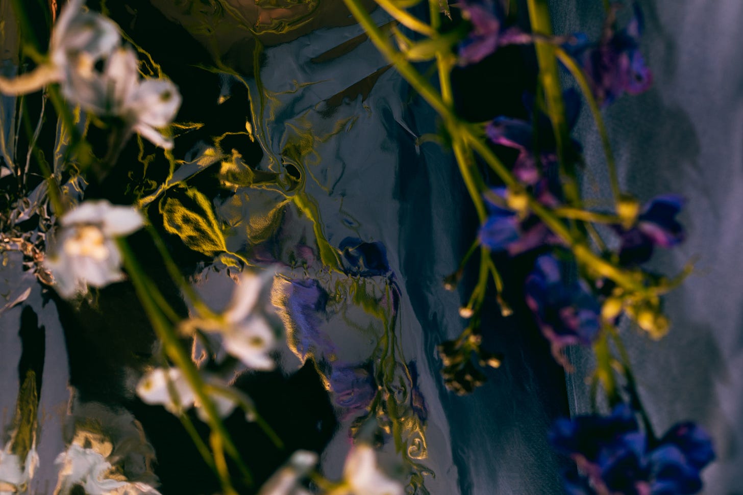 Delphinium flowers in white and deep blue-purple with bright green stems, distorted through rippled glass against a grey background. The reflections create a watery, dreamlike effect.
