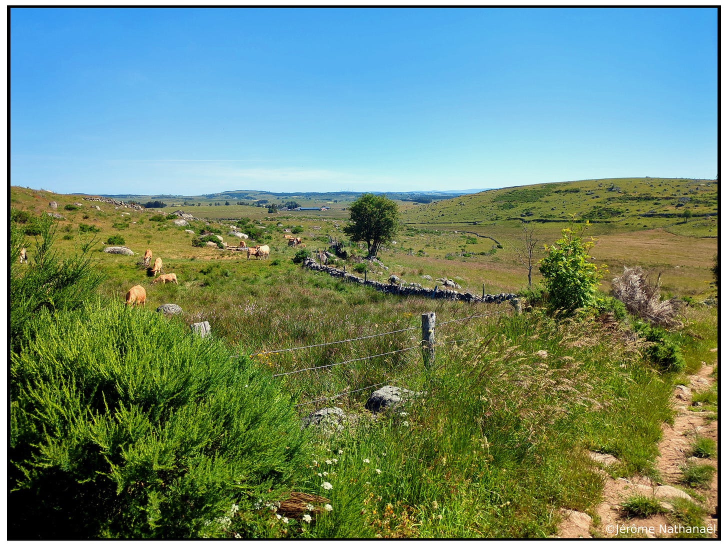 Paysage d’Aubrac. Paysage d’Aubrac.