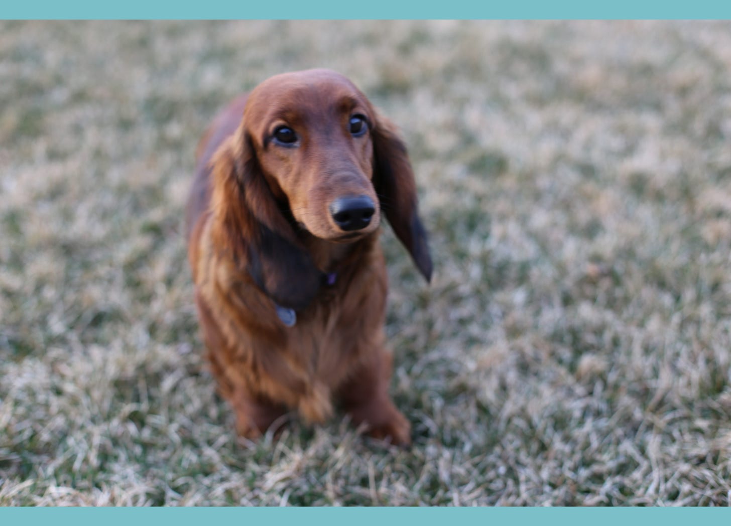 Photo of a dog