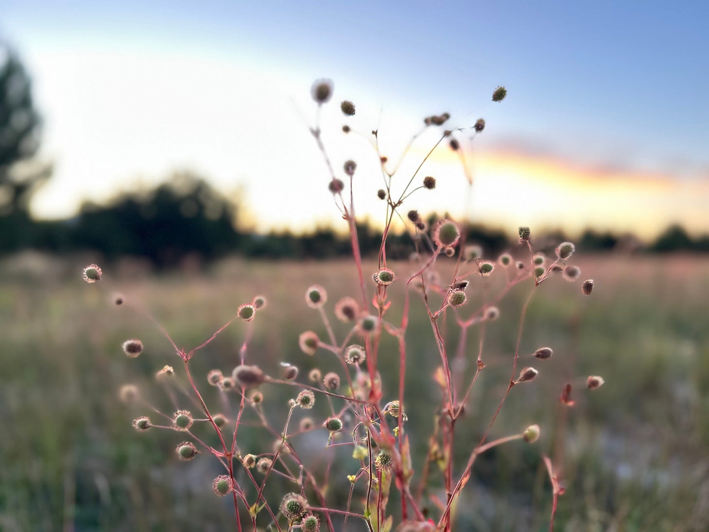 A closeup of a small dry plant with fuzzy seedpods, a sunset over a field in the background