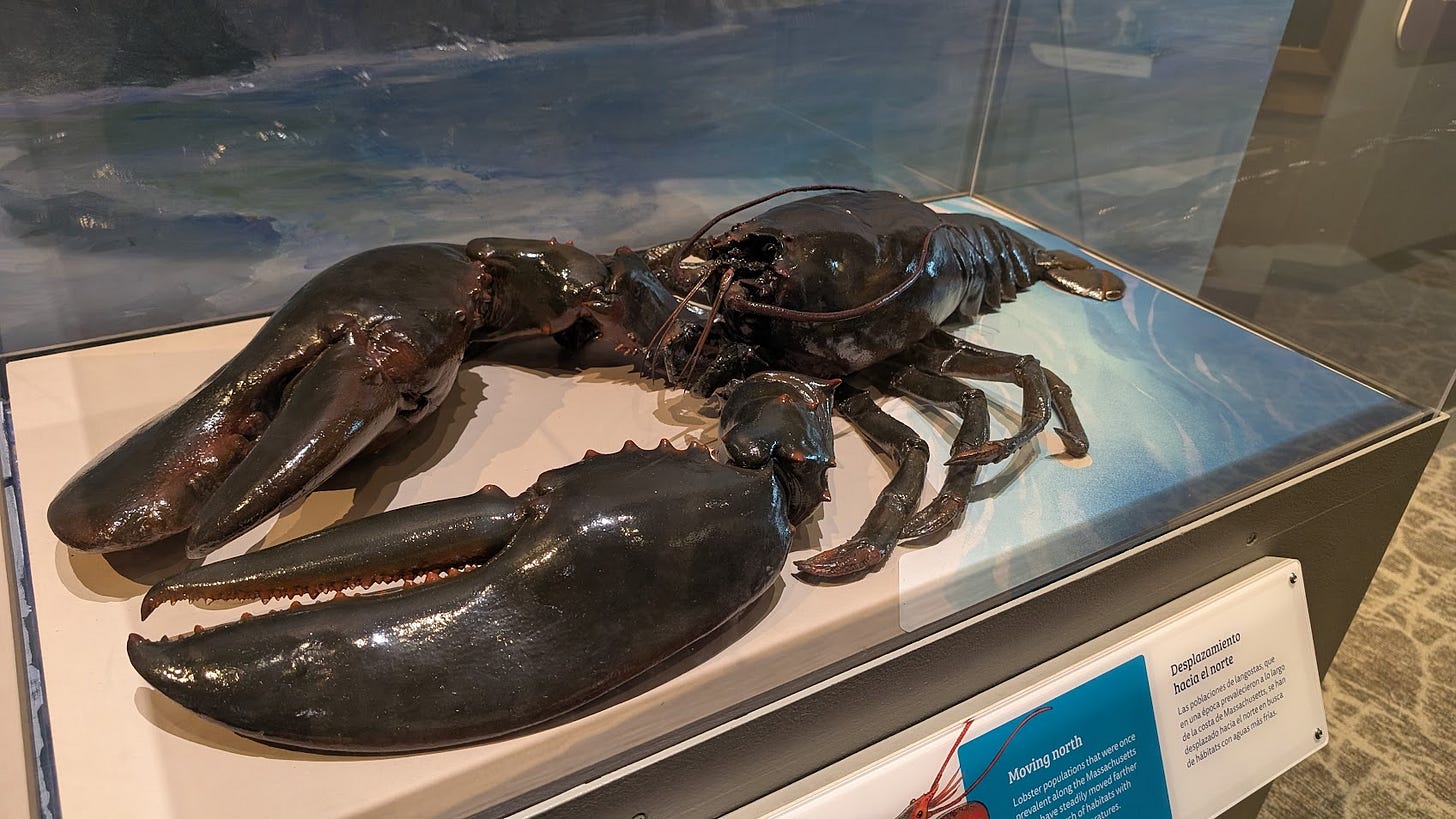 Lobster at New England Aquarium