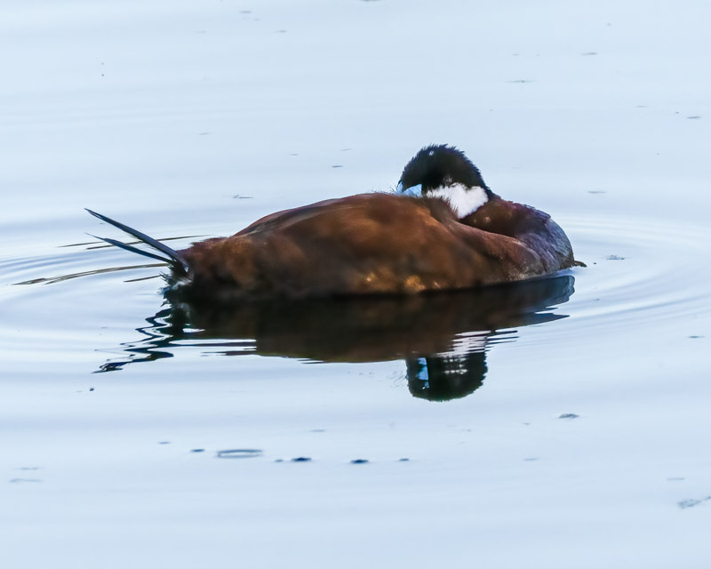 20250728-Sewailo-24-Edit.jpg 20250728-Sewailo-24-Edit.jpg