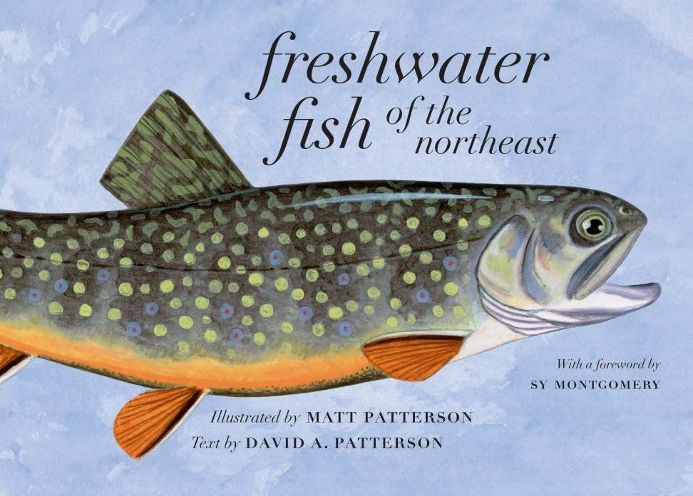 A close-up of a fish

Description automatically generated