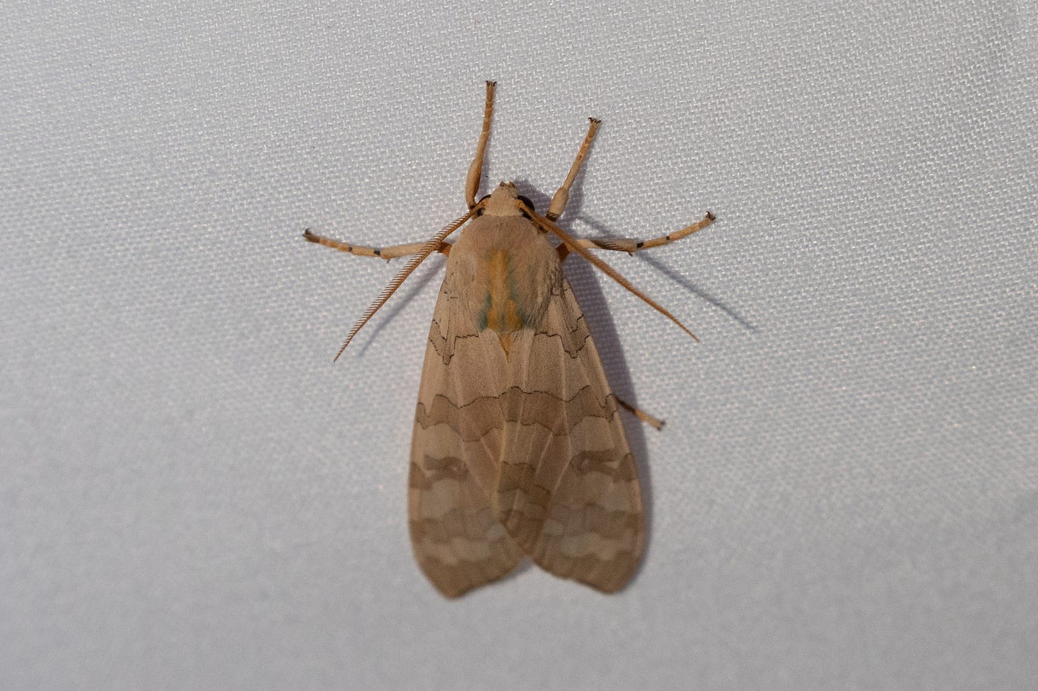 the moth described in the blog's first paragraph, sitting on a white sheet
